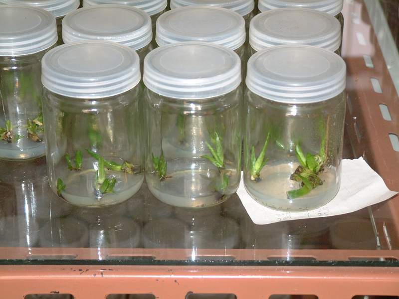 240 tissue culture bottles