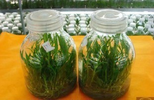 Tissue culture bottle