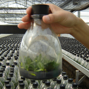 Tissue culture bottle